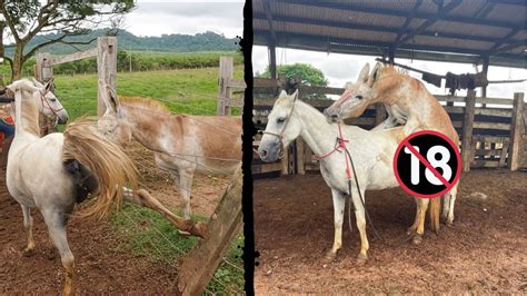 filhote de cavalo com jumenta|JUMENTO PÊGA INTEIRO COBRINDO ÉGUA。